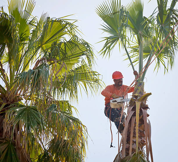 Dead Tree Removal